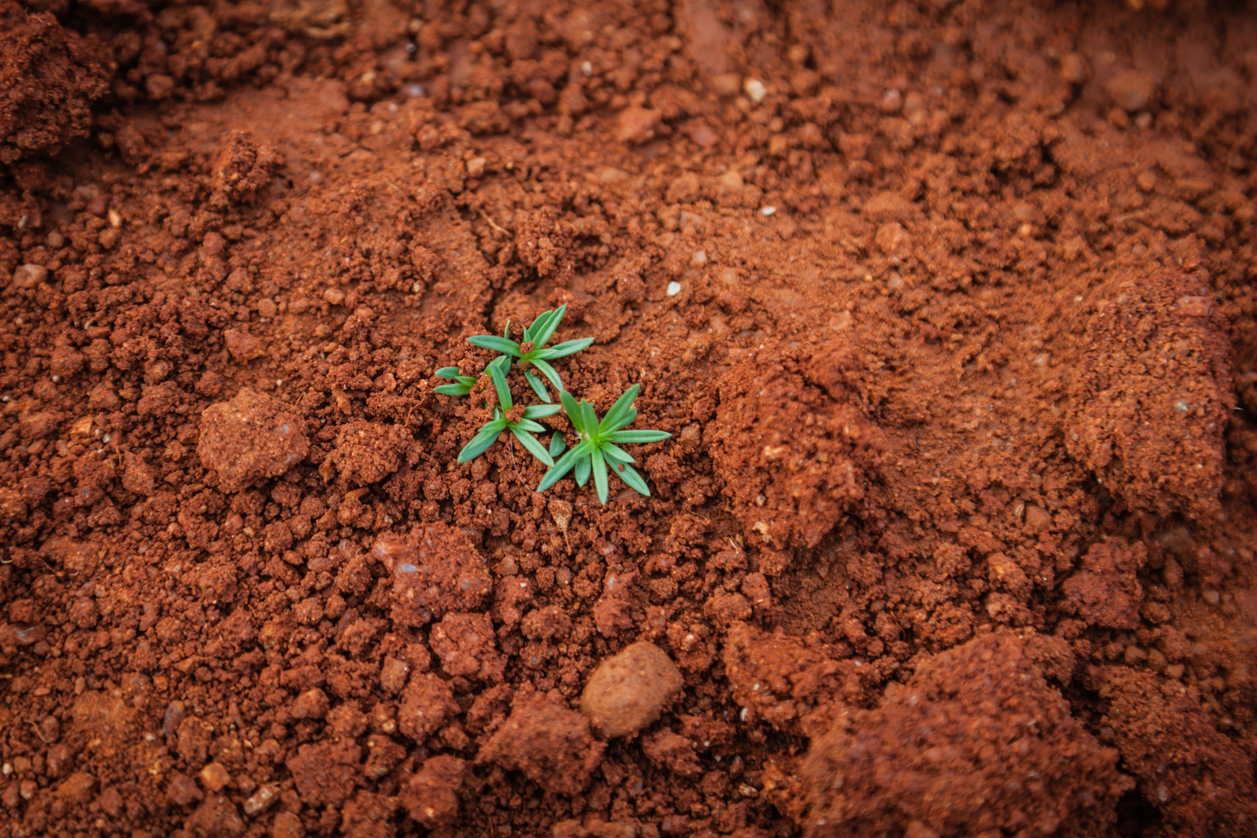 A seedling growing in reddish dirt
