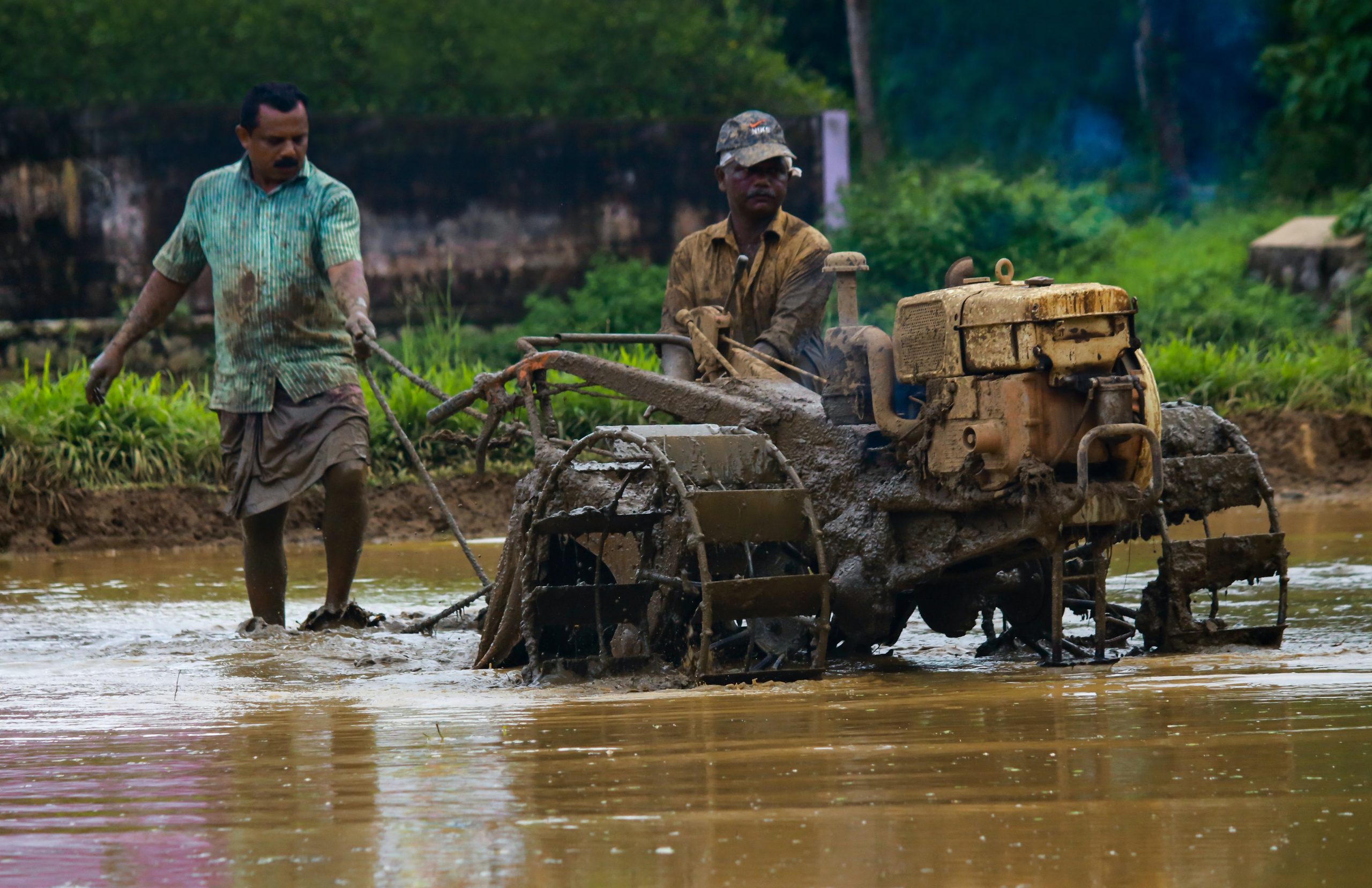A man drives a tractor through a rice paddy
