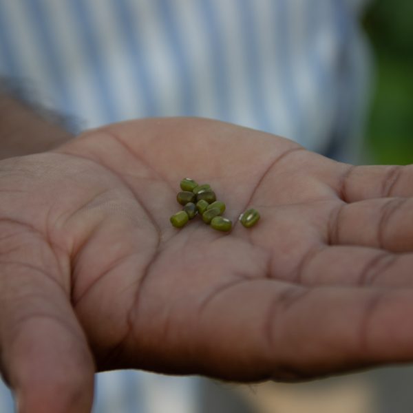 A hand holding green seeds