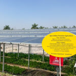 A demonstration of agrivoltaics - solar panels on the same land as agriculture