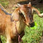 A young goat eating a leaf