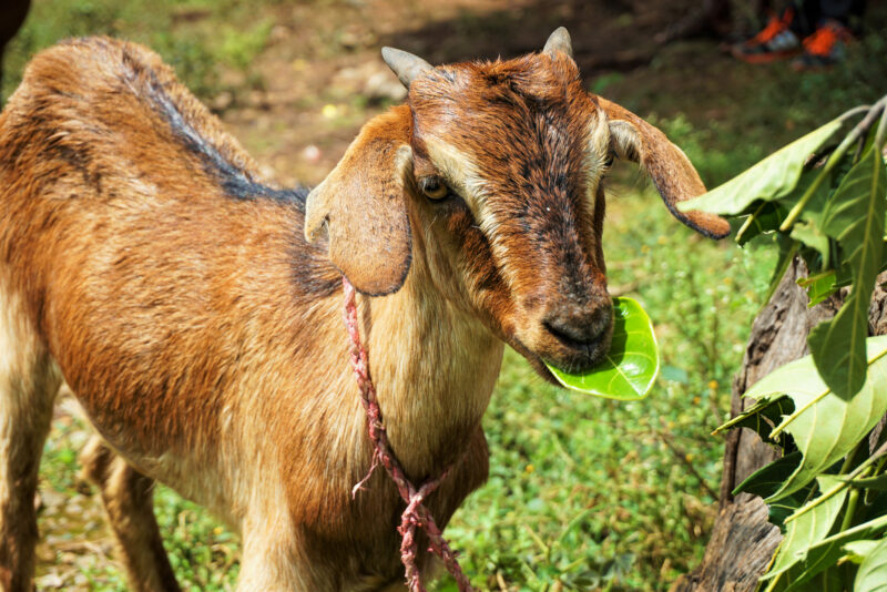 A young goat eating a leaf