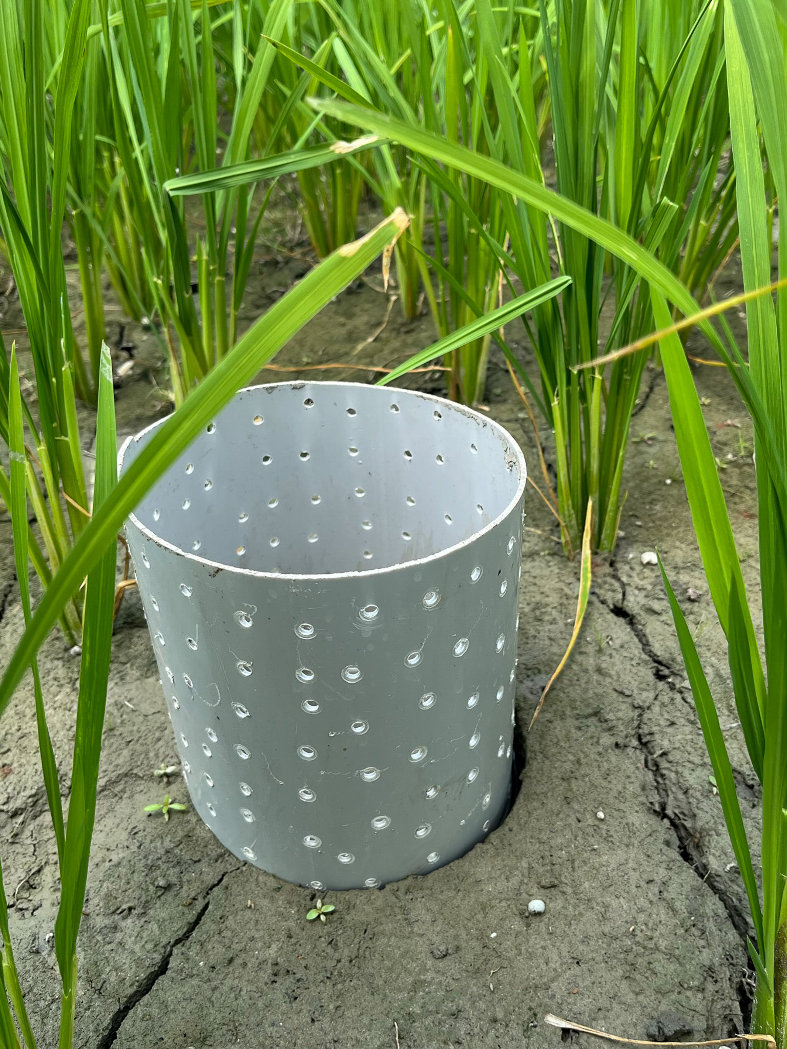 A field water tube in the ground on a field of rice