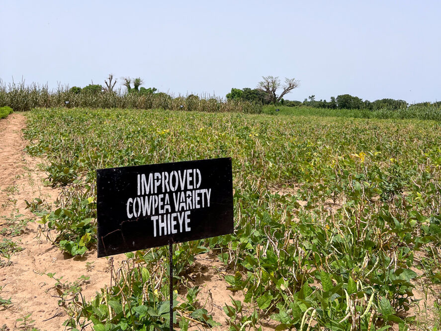 A field of cowpea crops with a black sign reading "IMPROVED COWPEA VARIETY THIEYE"
